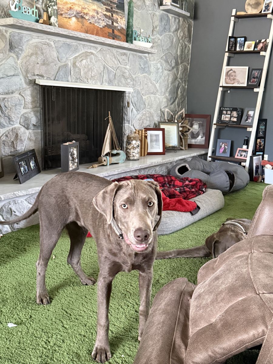 Pure breed silver lab
