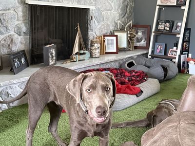 Pure breed silver lab