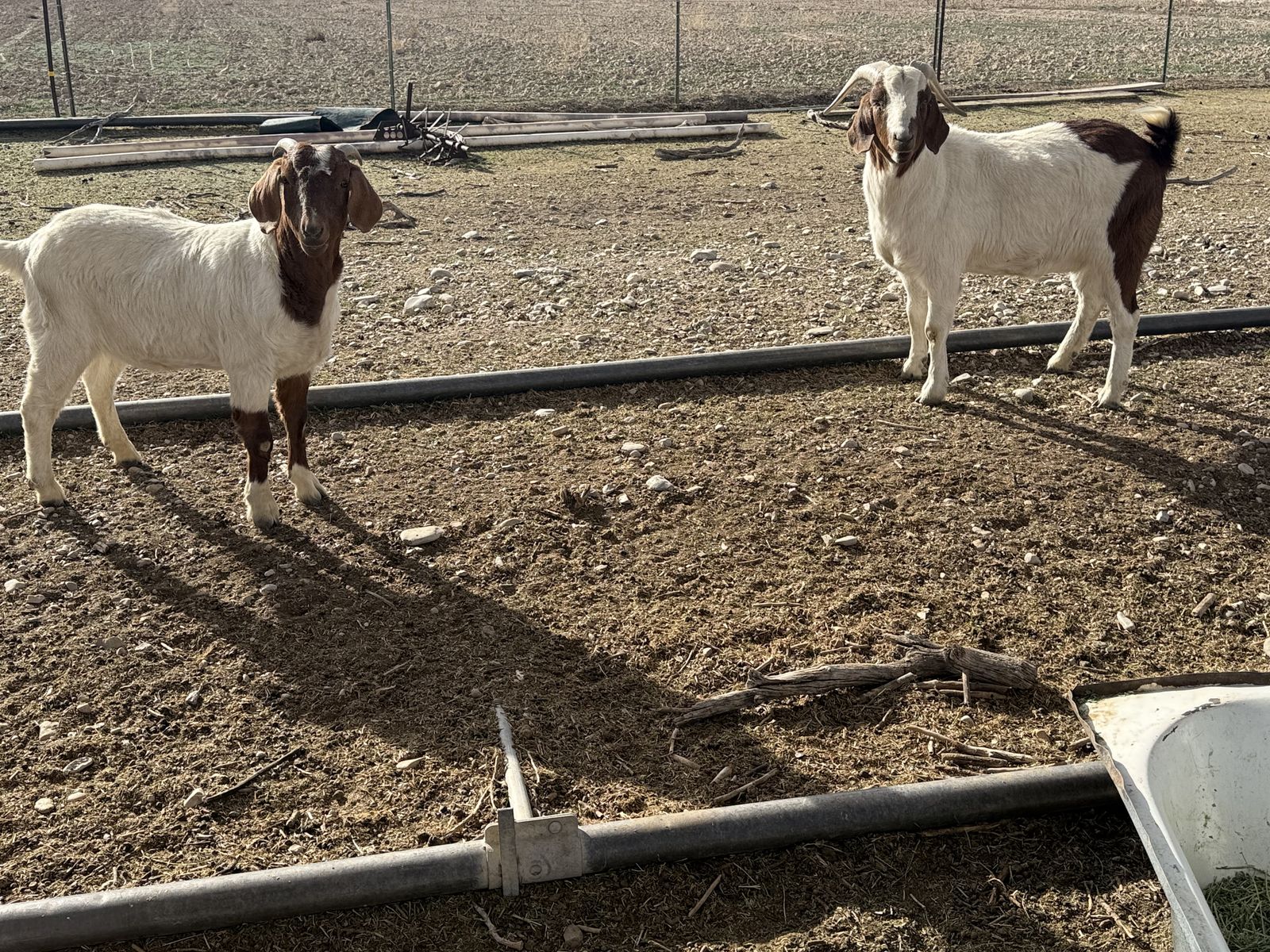 3 Big boer Wethers And 1 Lamancha Buck
