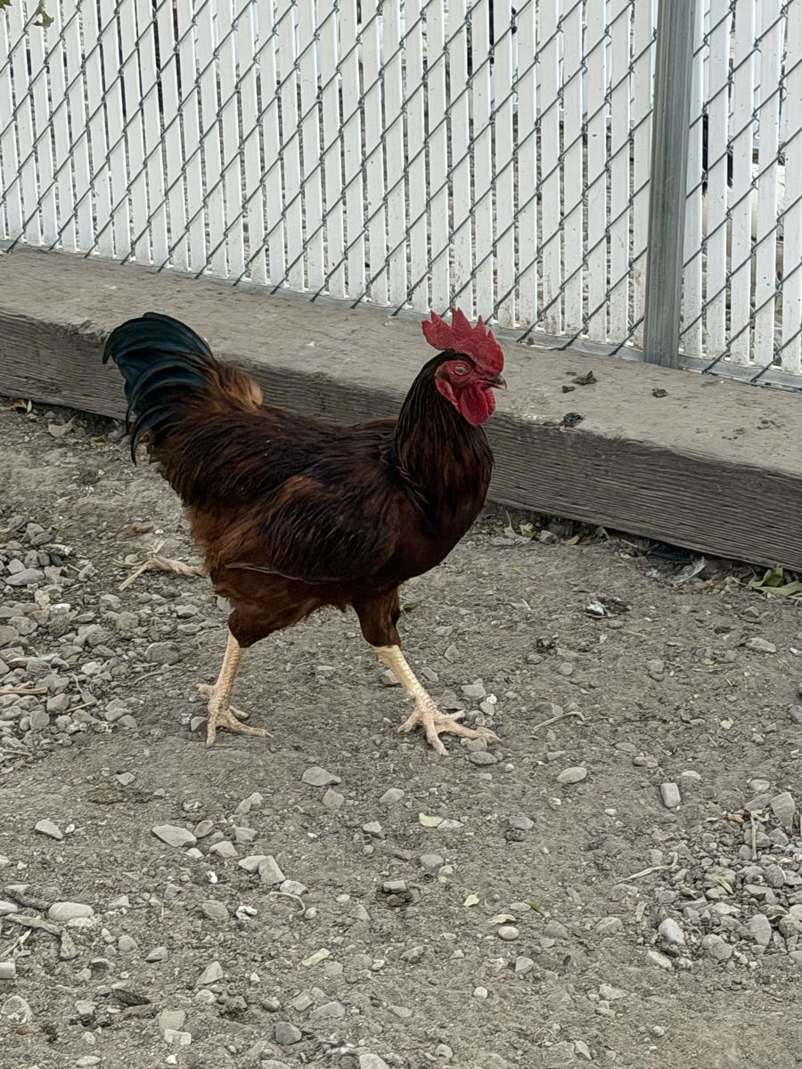 Rooster