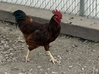 Rooster