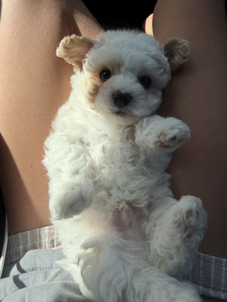 Maltipoo puppy