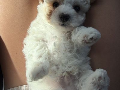 Maltipoo puppy