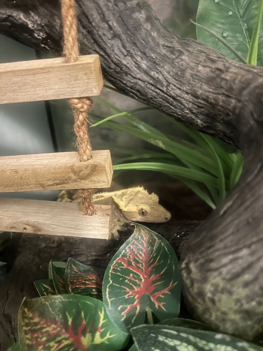 Crested Gecko in need of a good home