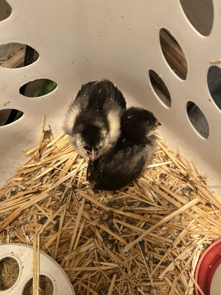 Free Chicks