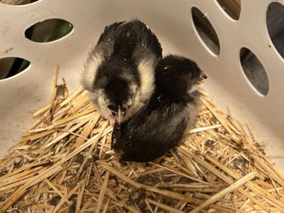 Free Chicks