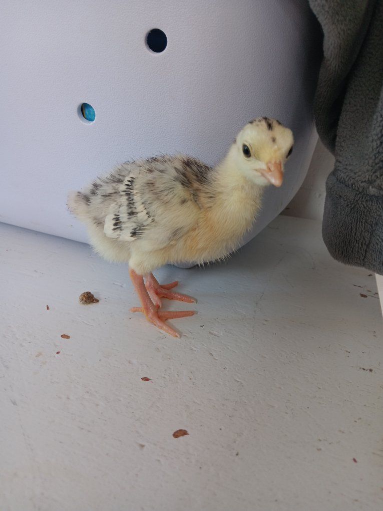 baby turkeys