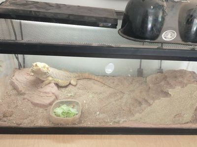 Bearded Dragon