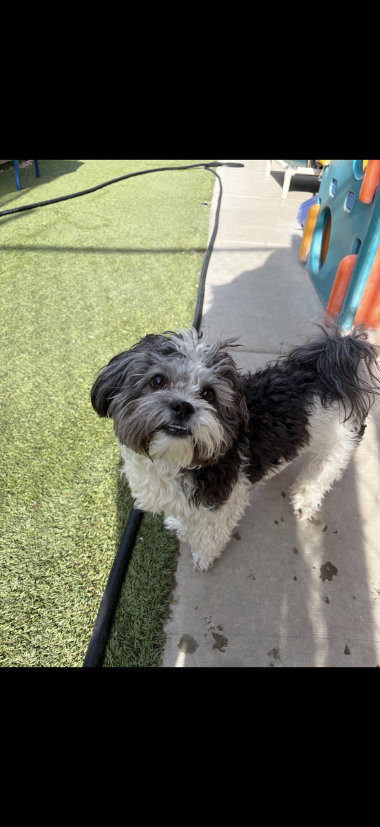 1 year old maltipoo