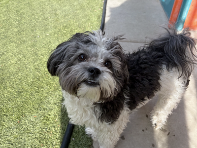 1 year old maltipoo