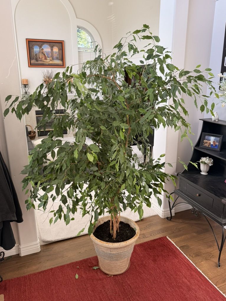 Weeping Fig (Ficus Benjamina) - Lg House Plant