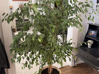 Weeping Fig (Ficus Benjamina) - Lg House Plant