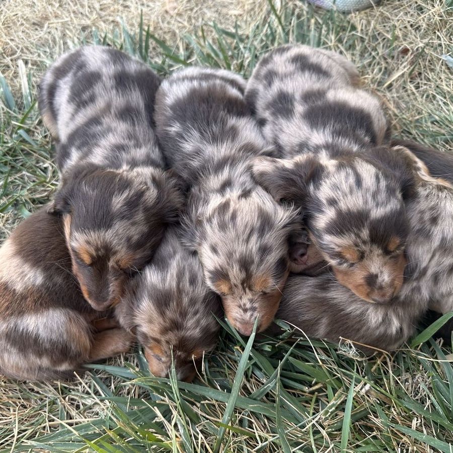 Mini Dachshunds