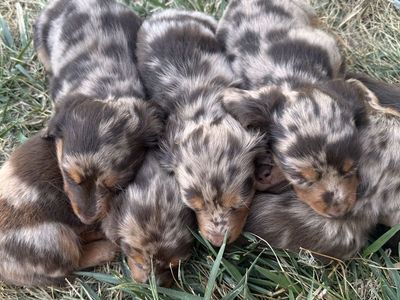Mini Dachshunds