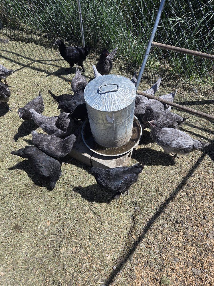 Premium Breed Chickens