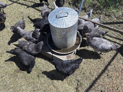 Premium Breed Chickens