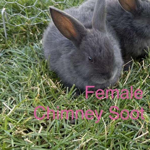 Miniature Holland Lop / Rex Cross Bunnies - Plush Lop