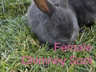 Miniature Holland Lop / Rex Cross Bunnies - Plush Lop