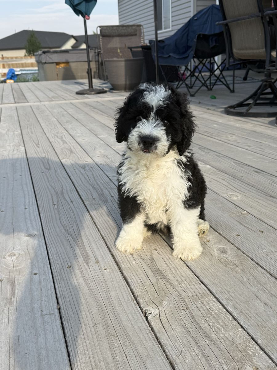 Black and White Mini Sheepadoodle (Old English Sheepdog - mini poodle)