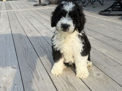 Black and White Mini Sheepadoodle (Old English Sheepdog - mini poodle)