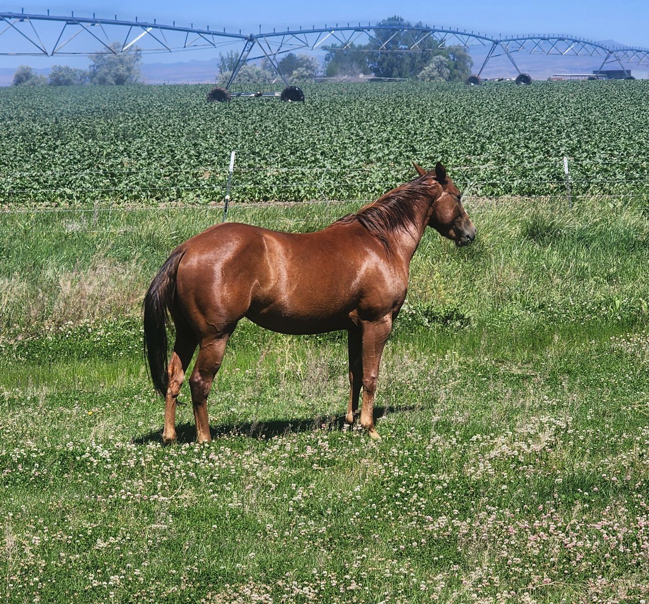 AQHA Filly Fillies