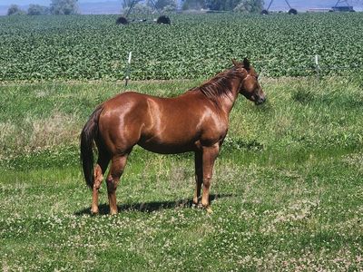 AQHA Filly Fillies
