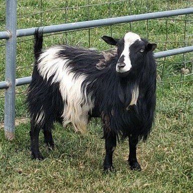 Fainting Silky Billy Goat-2 years old