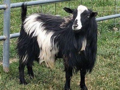 Fainting Silky Billy Goat-2 years old