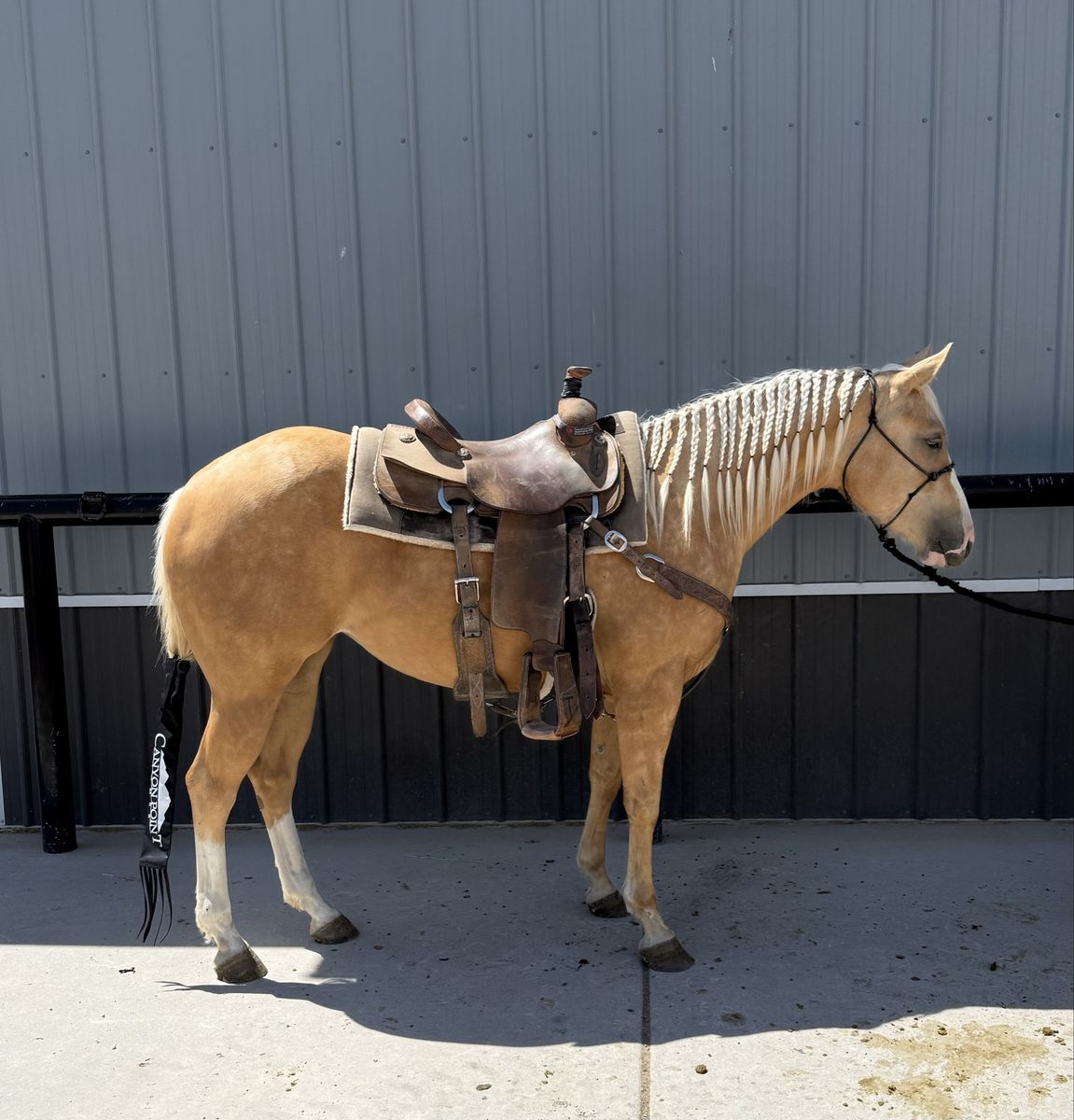 3 yo Cowbred Filly
