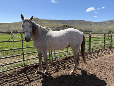 13 year old gelding