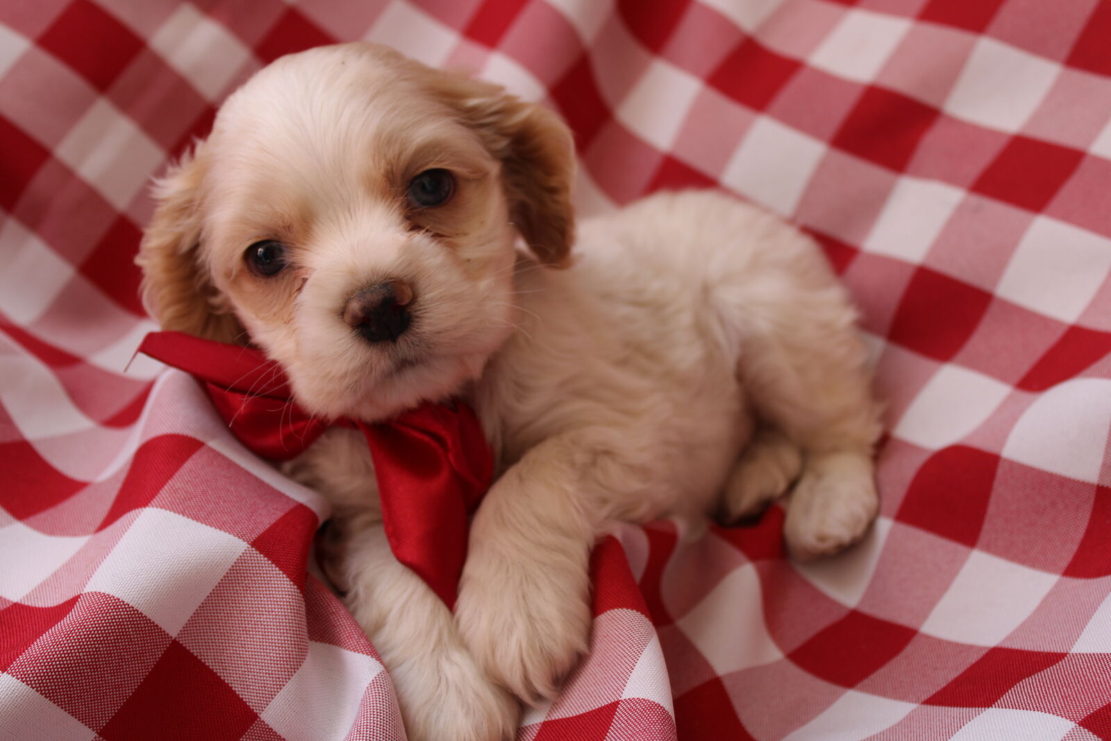 Purebred AKC Cocker Spaniel Male