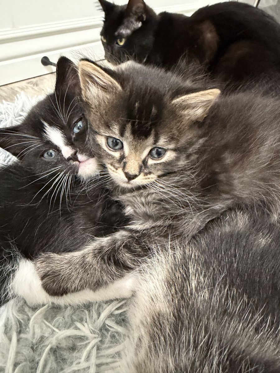 3 INDOOR kittens up for adoption