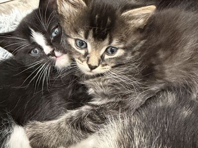3 INDOOR kittens up for adoption