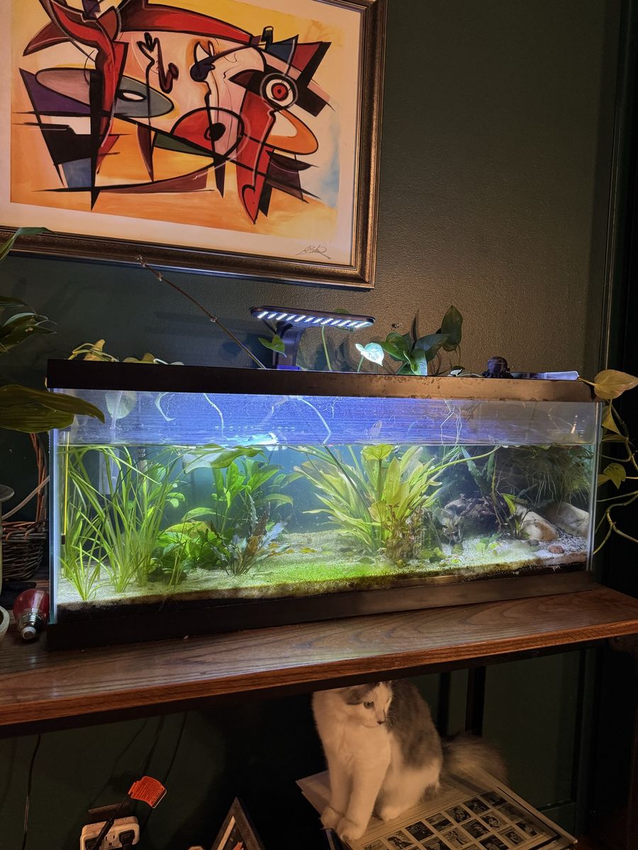 Planted 20 Gal Long Tank