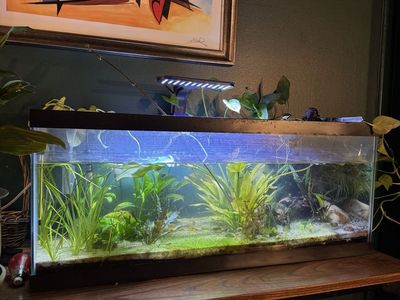 Planted 20 Gal Long Tank