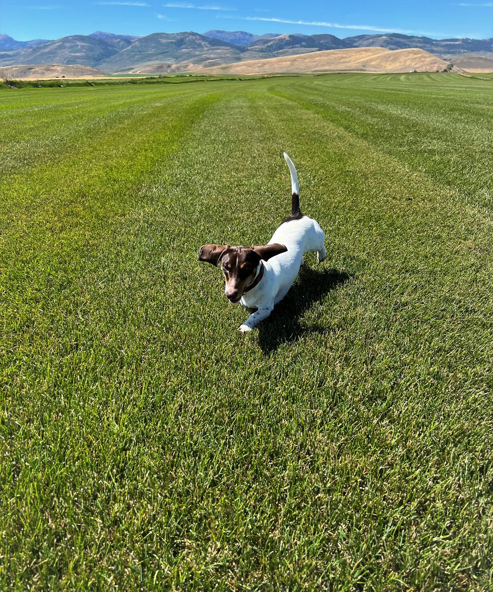 Spring Pricing - Sod - Kentucky Blue Grass