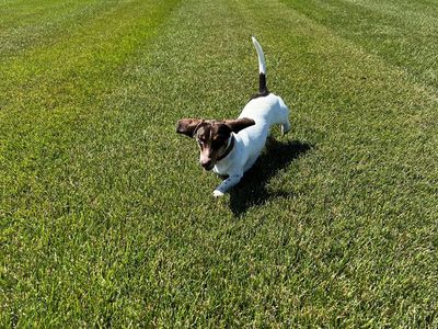 Spring Pricing - Sod - Kentucky Blue Grass