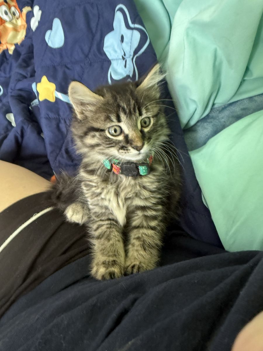 Desperately needs home!