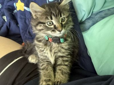 Desperately needs home!