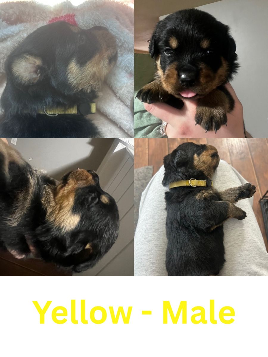 Rottweiler Puppies