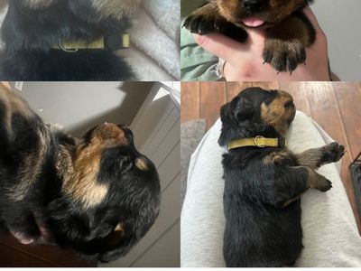 Rottweiler Puppies