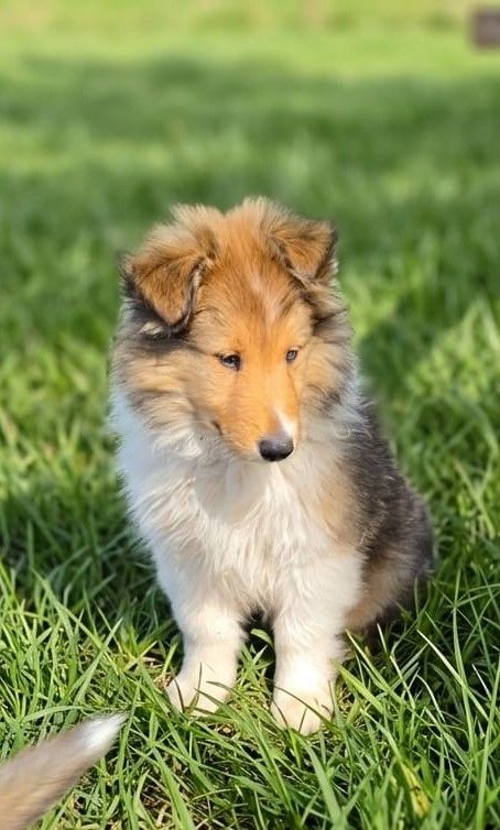AKC Registered Pure Breed Rough Collie Lassie Puppies!
