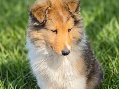AKC Registered Pure Breed Rough Collie Lassie Puppies!