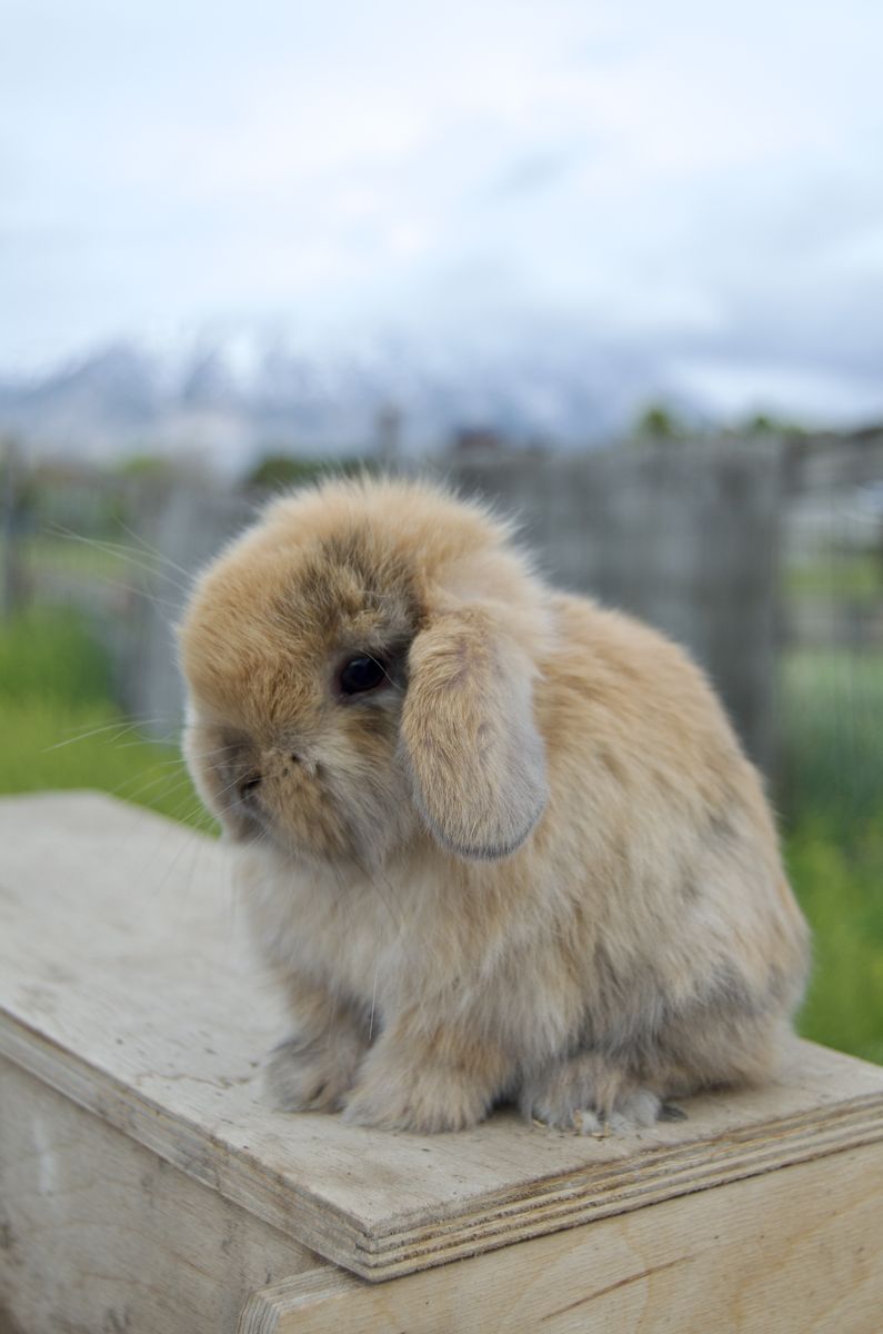 Cutest Baby Holland Lop