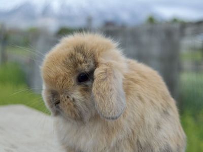 Cutest Baby Holland Lop