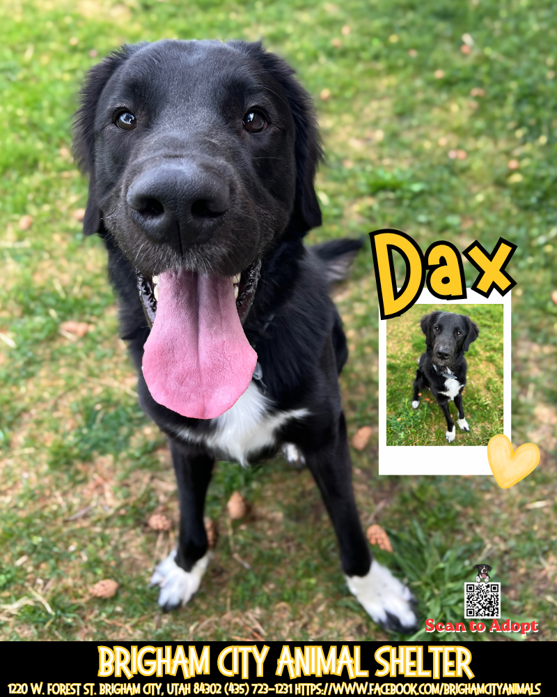 Dax Needs a New Family! Brigham City Animal Shelter!
