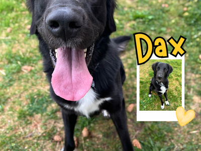 Dax Needs a New Family! Brigham City Animal Shelter!