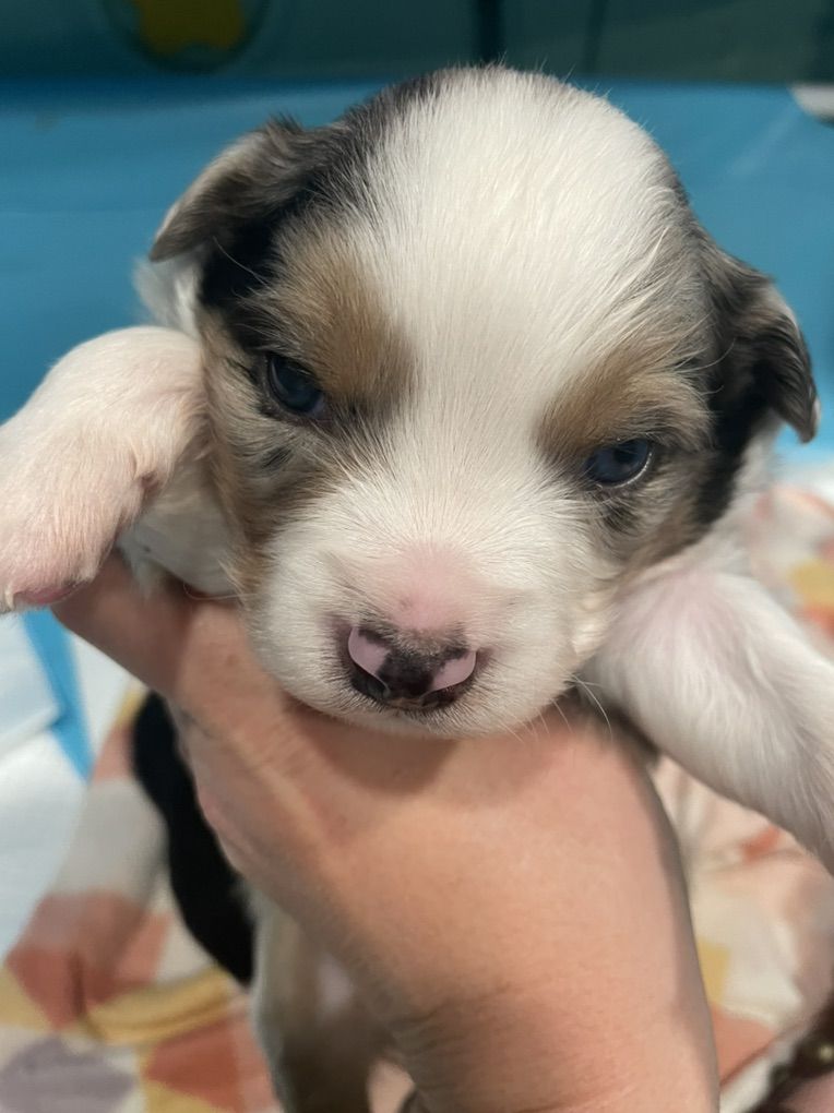 Mini Aussies Miniature Australian Shepherd