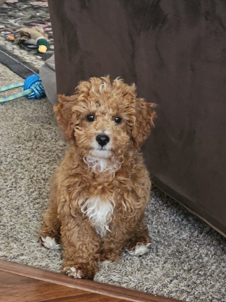 Packer – 15-Week-Old F1BB Mini Goldendoodle – $900