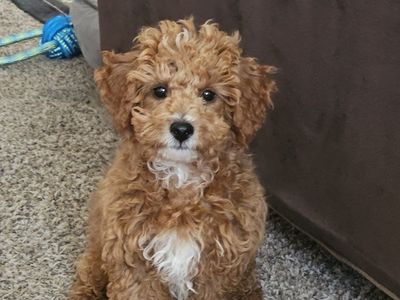 Packer – 15-Week-Old F1BB Mini Goldendoodle – $900